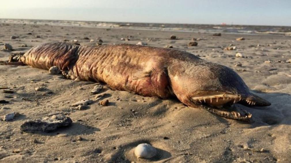 Encuentran a una rara criatura en una playa tras el huracán Harvey