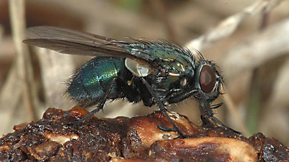 Se posó una mosca en mi comida ¿Es seguro comerla?