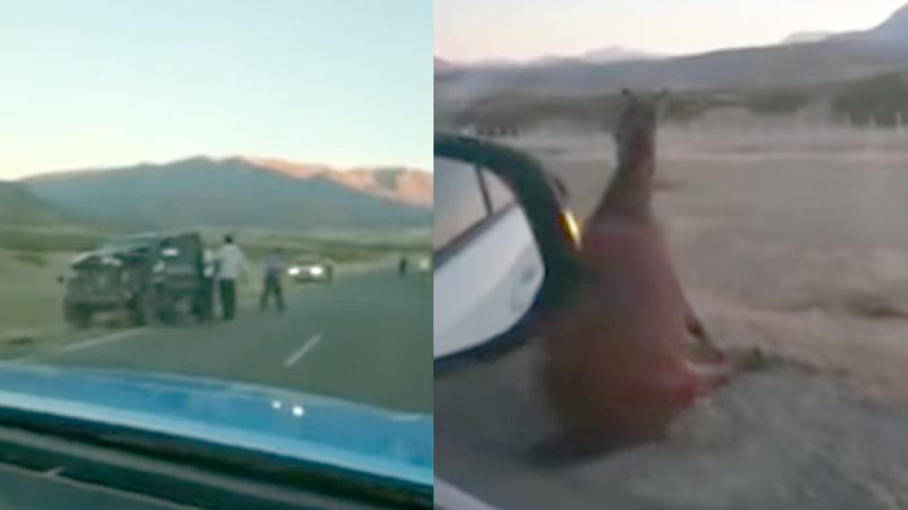 Chocó contra una manada de caballos y mató a cinco