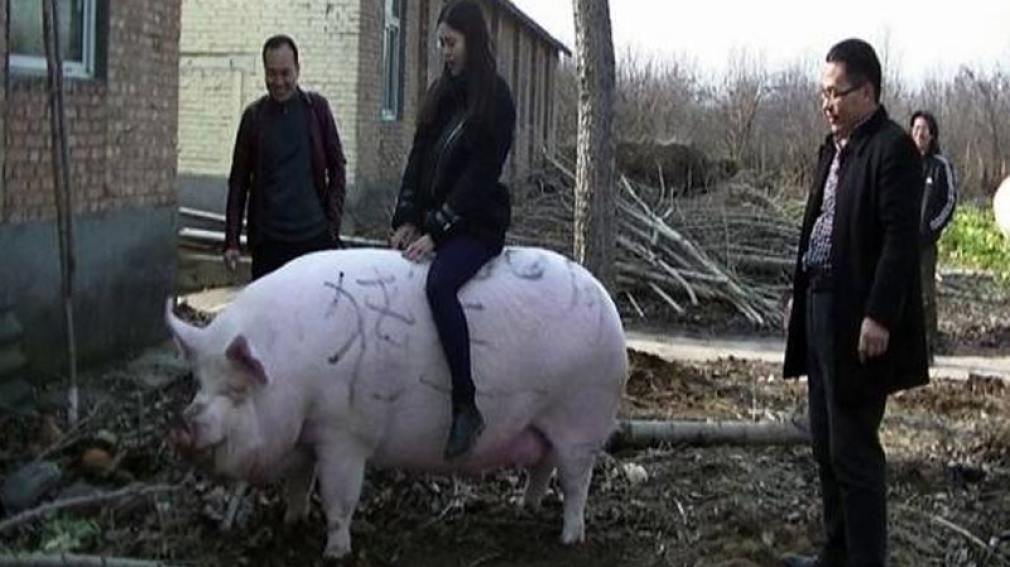 China: crían cerdos del tamaño de osos polares por la escasez de carne