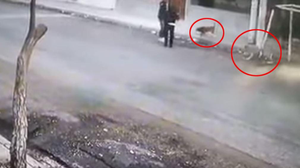 Perros callejeros defienden a una mujer atacada por un ladrón