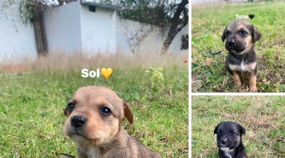 Estos hermosos cachorritos, buscan una familia para amar y ser amados